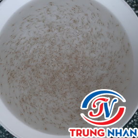 TÔM THẺ GIỐNG VIỆT ÚC