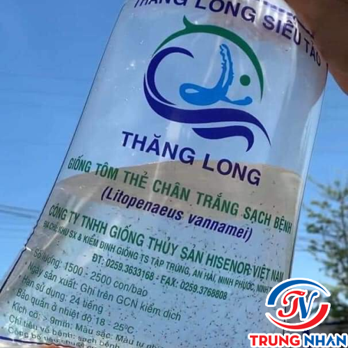 TÔM GIỐNG THĂNG LONG SIÊU TẢO